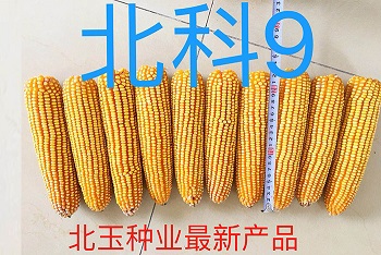 储存吉林优良玉米种要注意防虫