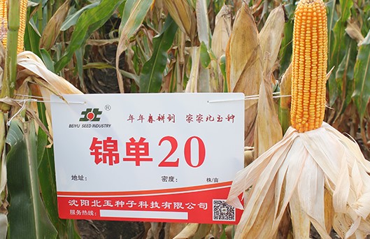 沈阳吉林玉米种子价格公道的厂家有哪些？
