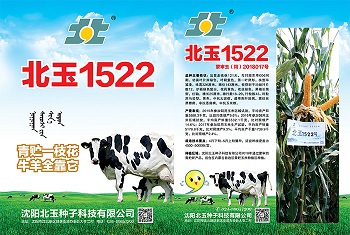 普通种子当作吉林青贮玉米种子有什么影响