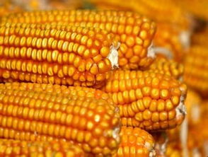 吉林玉米杂交种子选购方法你了解多少？