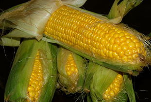 沈阳吉林优良玉米种是什么？