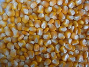 沈阳吉林玉米种子价格未来发展趋势？