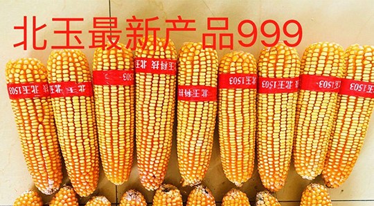 沈阳吉林玉米杂交种子纯度标准